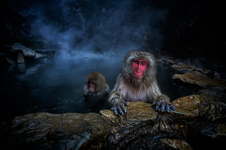 원숭이, 일본 원숭이, 동물, 아기 동물, 짧은 꼬리 원숭이, 겨울, HD 배경 화면