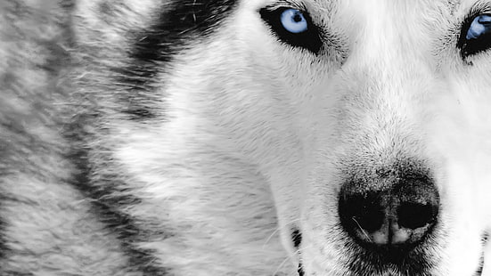 negro, luna, hombre lobo, blanco, lobo, Fondo de pantalla HD HD wallpaper