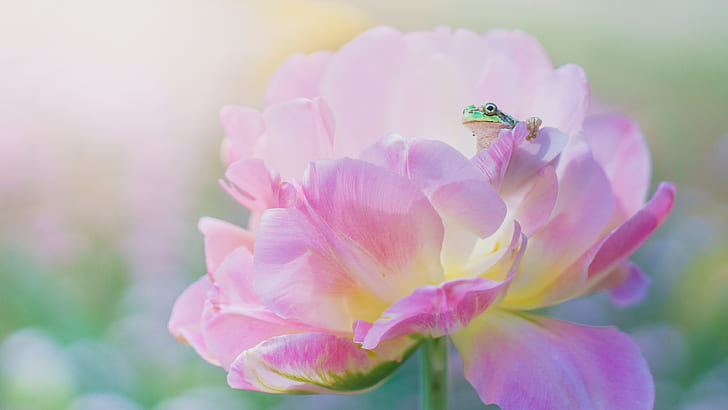 flower, macro, pink, frog, spring, petals, green, peony, HD wallpaper