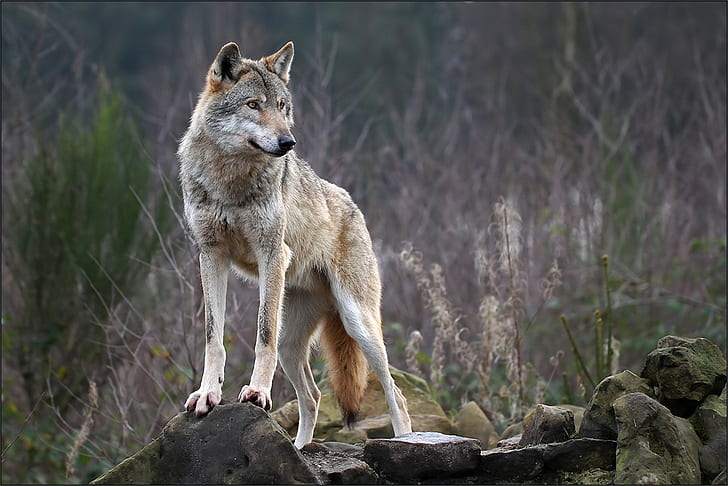 الذئب ، الحيوانات ، الطبيعة، خلفية HD