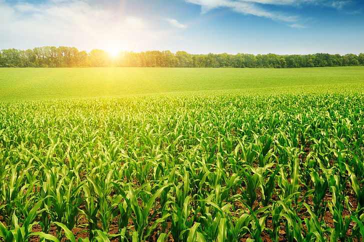 green corn field, the sun, rays, trees, nature, cornfield, the trees, its rays, the corn field, HD wallpaper