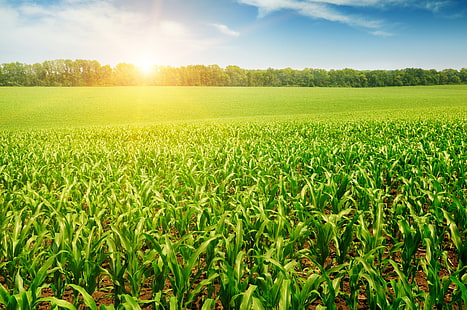 zielone pole kukurydzy, słońce, promienie, drzewa, przyroda, pole kukurydzy, drzewa, jej promienie, pole kukurydzy, Tapety HD HD wallpaper