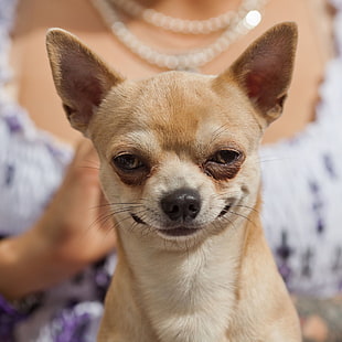 Chihuahua, Hund, Hunde, HD-Hintergrundbild HD wallpaper
