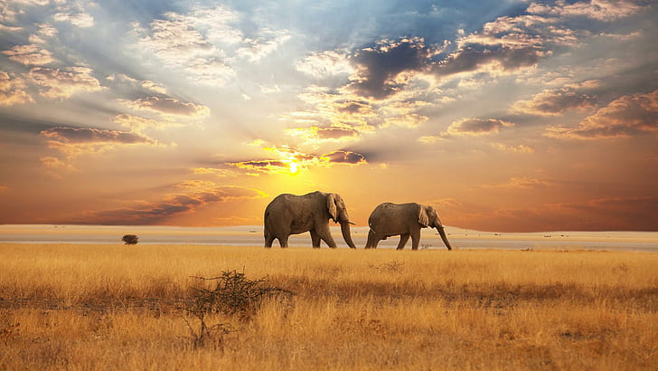 Patrulhando a savana, dois elefantes cinzentos, elefantes, bonito, pôr do sol, áfrica e 3d e abstrato, HD papel de parede