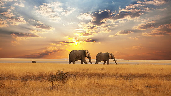 Patrulhando a savana, dois elefantes cinzentos, elefantes, bonito, pôr do sol, áfrica e 3d e abstrato, HD papel de parede HD wallpaper