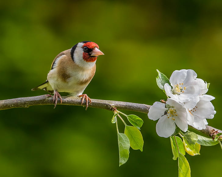 close-up photo of brown and white Bird perching in brown branch with white flowers, apple tree, apple tree, Goldfinch, Apple Tree, close-up, photo, brown, white Bird, branch, flowers, apple blossom, Itchen Abbas, Hampshire, Andy, Nature, Lens, bird, animal, wildlife, beak, outdoors, HD wallpaper