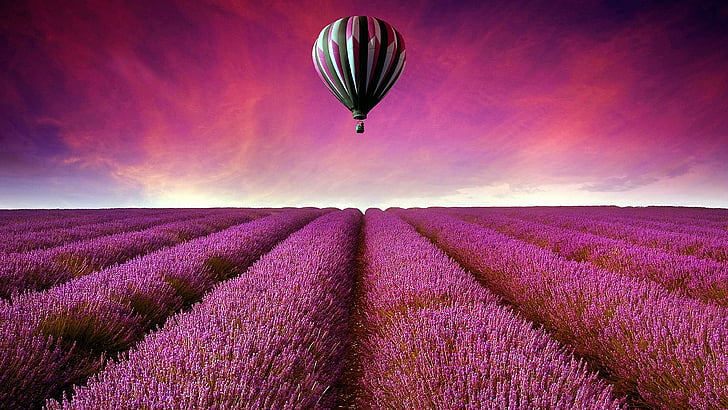 lavender field, field, lavender, air balloon, hot air balloon, flowers, lavender farm, sky, purple sky, purple flowers, flower field, HD wallpaper