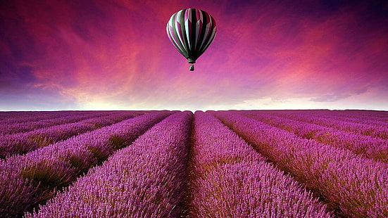 campo de lavanda, campo, lavanda, globo de aire, globo de aire caliente, flores, granja de lavanda, cielo, cielo púrpura, flores de color púrpura, campo de flores, Fondo de pantalla HD HD wallpaper