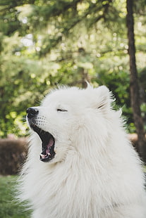Samoyed ผู้ใหญ่, สุนัขพันธุ์ญี่ปุ่น, สุนัข, หาว, น่ารัก, ขนปุย, วอลล์เปเปอร์ HD HD wallpaper