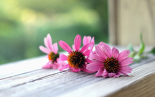  flower, flowers, background, pink, widescreen, macro, full screen, s, fullscreen, HD wallpaper HD wallpaper