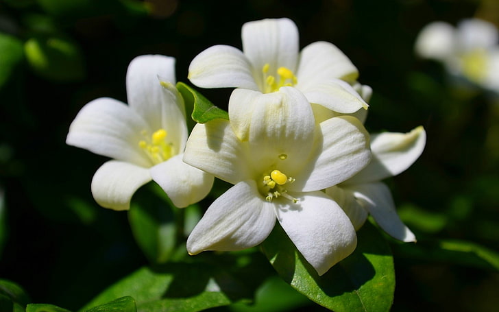 ดอกไม้, จัสมิน, ดอกไม้, ธรรมชาติ, สีขาว, ดอกไม้สีขาว, วอลล์เปเปอร์ HD
