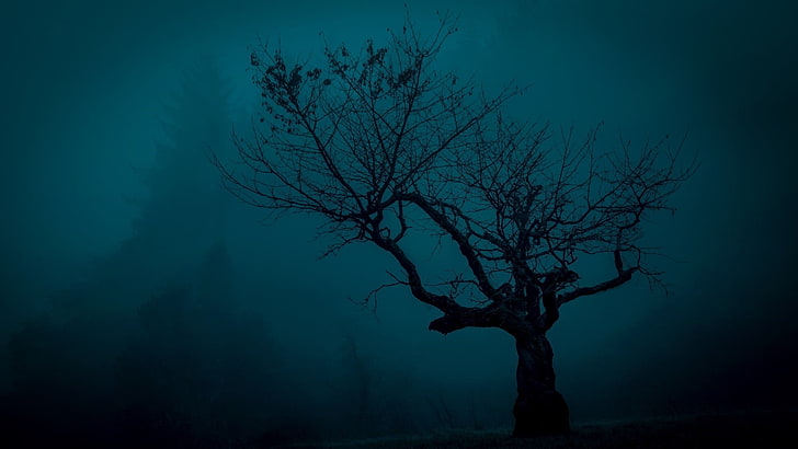 снимка на голо дърво, дървета, призрачен, пейзаж, нощ, природа, HD тапет