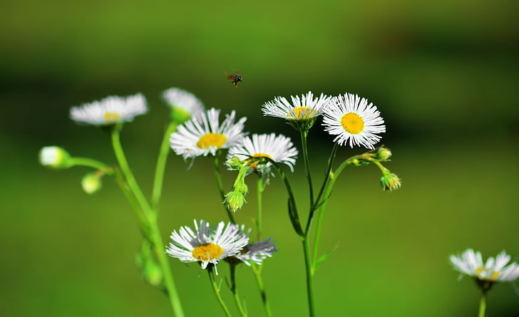 Бели цветя и черна пчела, бели цветя на маргаритки, природа, цветя, цветя, флора, natureza, flores, florflores, пчела, abelha, HD тапет