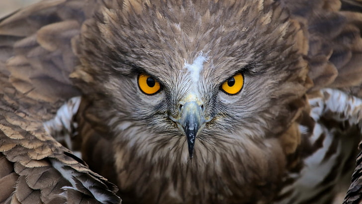 ilustración de búho marrón, naturaleza, animales, pájaros, ojos amarillos, plumas, alas, profundidad de campo, halcón (animal), Fondo de pantalla HD