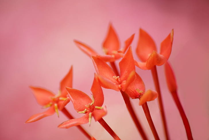 фотография крупного плана красного иксора, природа, растение, лепесток, цветок, головка цветка, крупный план, розовый цвет, красный, HD обои