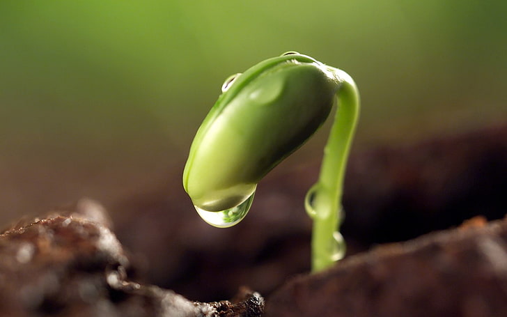 Sprout With Dew Drops-Plants HD Wallpaper, green sprout, HD wallpaper