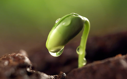 Sprout With Dew Drops-Plants HD Wallpaper, grön spira, HD tapet HD wallpaper