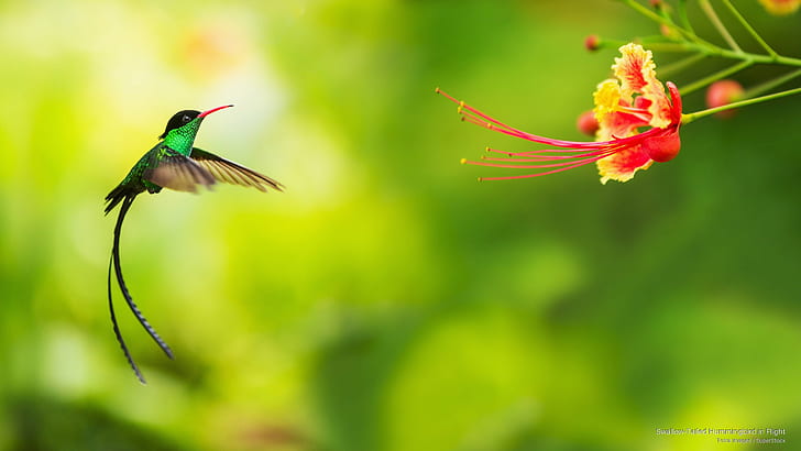 Swallow-Tailed Hummingbird in Flight, Birds, HD wallpaper