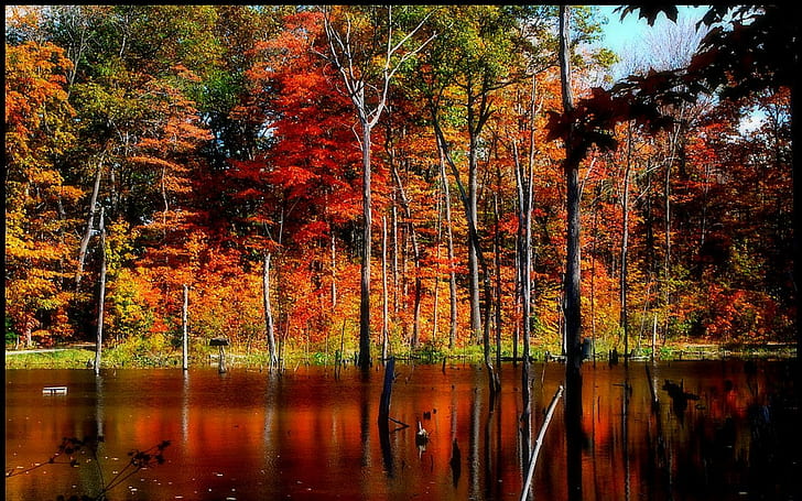 Autumn On Concord Pond, trees, ponds, fall, nature, lakes, autumn, nature and landscapes, HD wallpaper