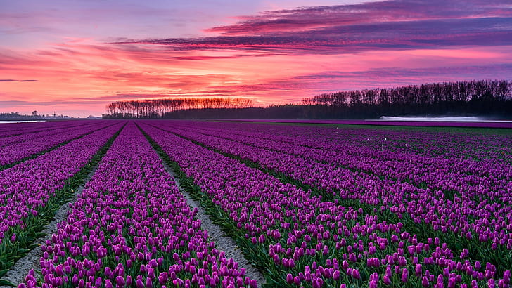tulip farm, field, purple flowers, tulip, tulip field, tulips, pink sky, netherlands, purple sky, dutch, spring, dawn, dutch tulips, netherland, HD wallpaper