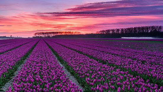 farma tulipanów, pole, fioletowe kwiaty, tulipan, pole tulipanów, tulipany, różowe niebo, Holandia, fioletowe niebo, holenderski, wiosna, świt, holenderskie tulipany, Holandia, Tapety HD HD wallpaper