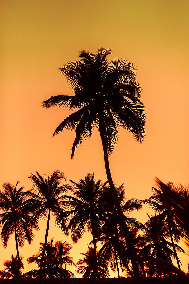 silueta de árboles, palmeras, puesta de sol, árboles, hojas, siluetas, Fondo de pantalla HD, fondo de pantalla de teléfono