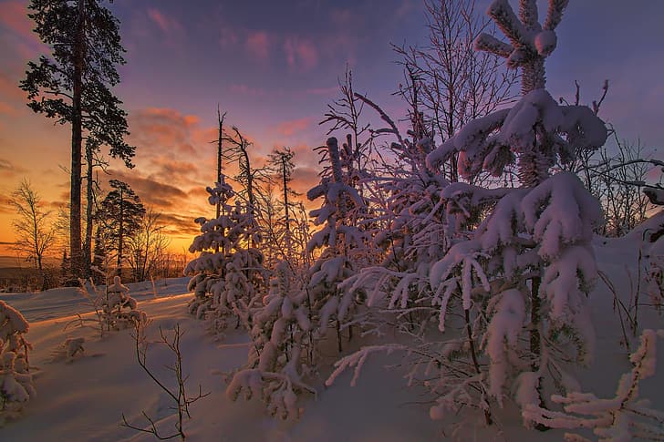 inverno, neve, alberi, paesaggio, natura, mattino, mangiato, pino, Sfondo HD