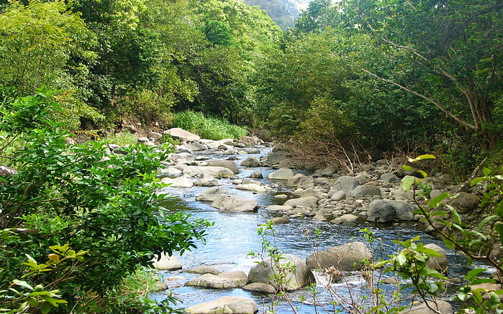 สตรีมบนภูเขาแม่น้ำที่เต็มไปด้วยโขดหินและพืชพันธุ์สีเขียวเกาะเมาอิฮาวายวอลล์เปเปอร์เดสก์ทอป HD, วอลล์เปเปอร์ HD