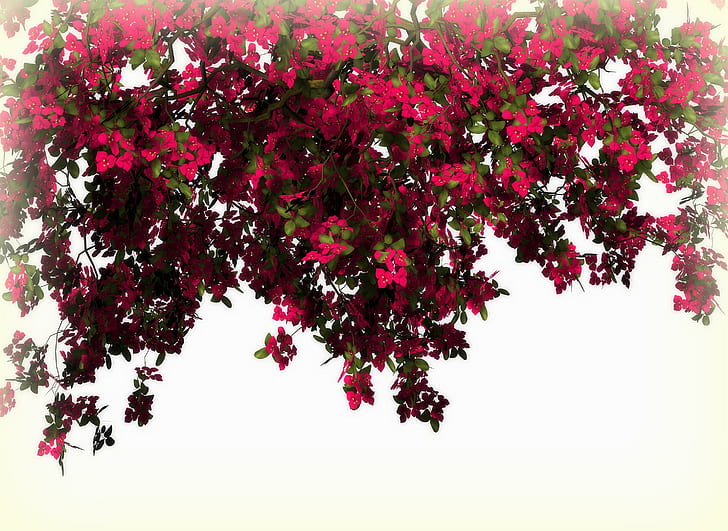 Arches of Red Flowers, lovely, resources, creative-pre--made, softness-beauty, nature, leaves, beautiful, plants, flowers, color, HD wallpaper
