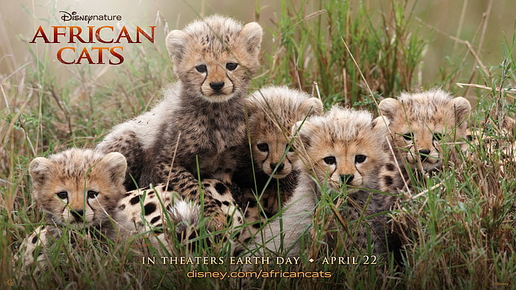 แมว, แมวแอฟริกัน, ลูกสัตว์, แมวตัวใหญ่, เสือชีต้า, ลูก, ดิสนีย์, วอลล์เปเปอร์ HD