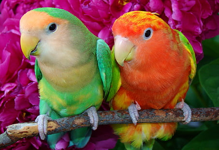 two red, yellow, green, and white lovebirds, bird, branch, feathers, beak, parrot, pair, HD wallpaper HD wallpaper