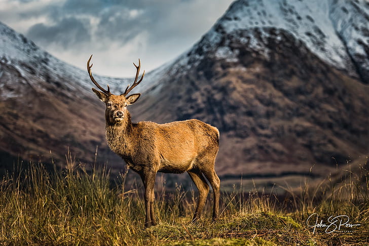 mountains, deer, Scotland, Reindeer, photographer John and Pou, A Scottish icon, unspoiled Glen Etive, HD wallpaper