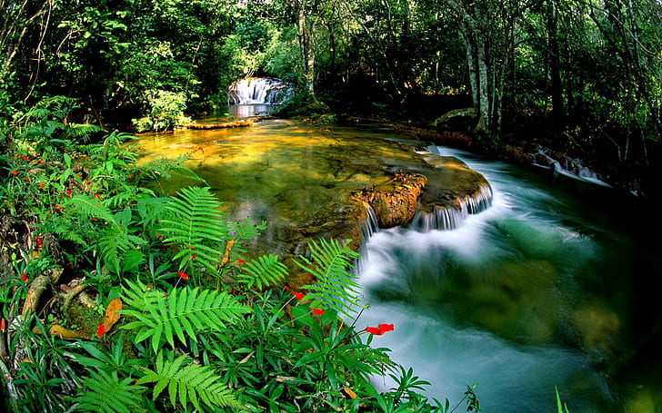 Tropikalny las deszczowy dżungla kaskada wodospad przezroczysta woda skały zielona roślinność paproć natura Hd tapeta na pulpit 1920 × 1200, Tapety HD