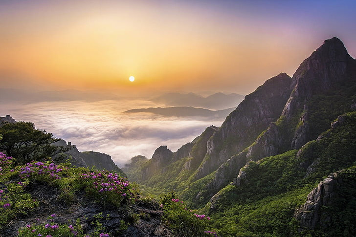 montagna verde durante il tramonto, mattina, montagne, nuvole, natura, paesaggio, Corea del Sud, fiori di campo, valle, nebbia, arbusti, alberi, cielo sereno, foresta, Sfondo HD