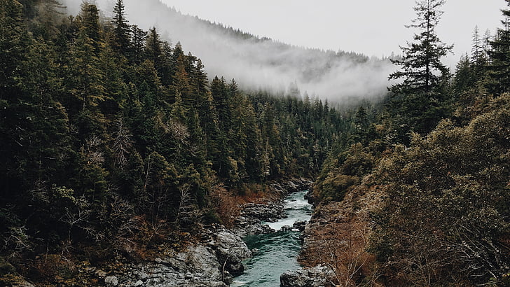 ручей, ручей, туман, туманный, лес, туманный, горы, ручей, деревья, вода, HD обои