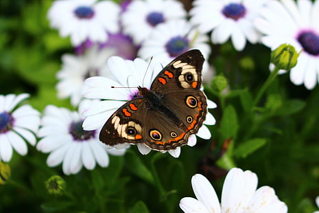 Animales, Flores, Insectos, Mariposa, Tapety HD HD wallpaper