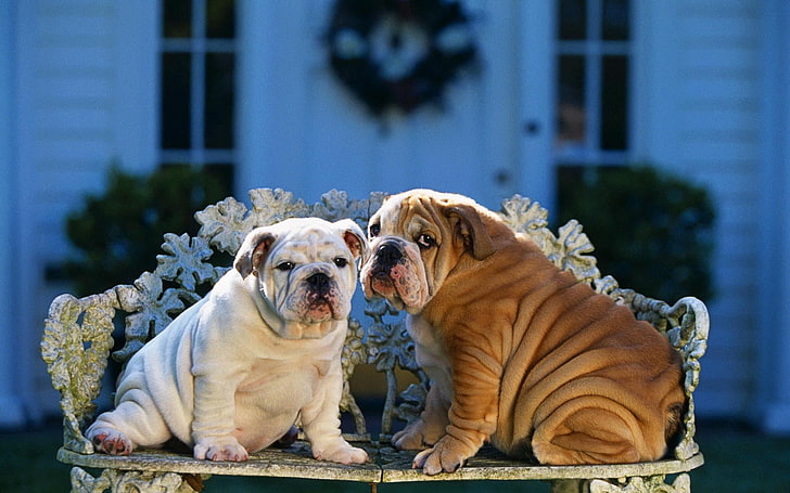 two brown and white English bulldog puppies, bulldogs, couple, bench, design, sitting, HD wallpaper