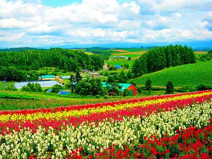 Hokkaido Flower Field, blommor, Hokkaido, härlig, fin, gräs, vacker, grönska, by, fält, söt, natur, grön, HD tapet HD wallpaper