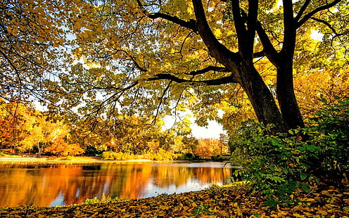 Река, дървета, листа, жълто, есен, река, дървета, листа, жълто, есен, HD тапет HD wallpaper