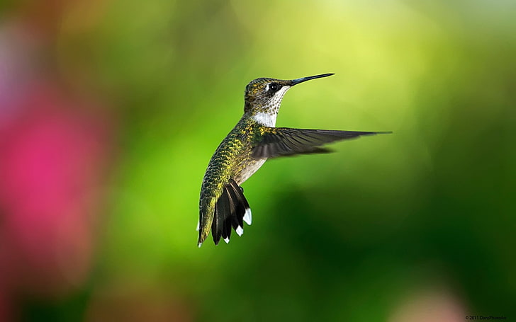 brown hummingbird, hummingbird, bird, background, flight, HD wallpaper