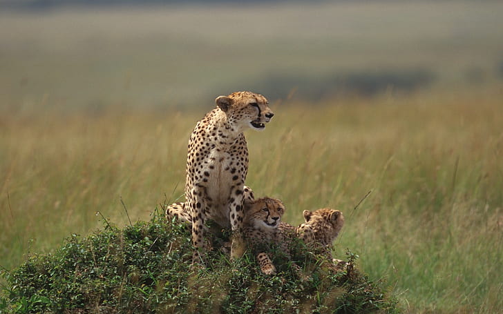Cheetahs, Family, Grass, Lie, HD wallpaper