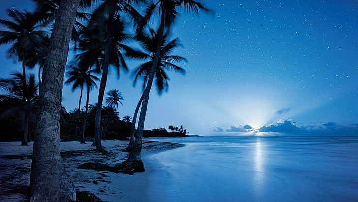 nuit étoilée, côte, côte, bord de mer, eau bleue, ciel nocturne, horizon, nuit, clair de lune, palmiers, nature, rive, océan, palmier, palmier, eau, ciel, mer, étendue d'eau, Fond d'écran HD
