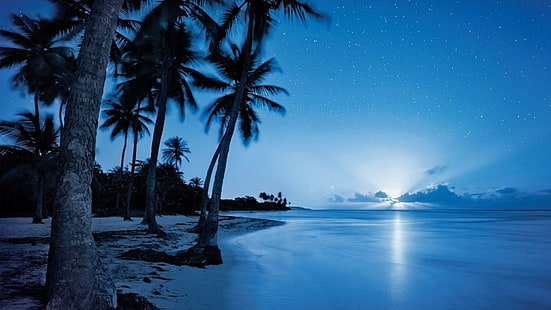 sternenklare nacht, küste, küste, küste, blaues wasser, nachthimmel, horizont, nacht, mondlicht, palmen, natur, ufer, tropen, ozean, palme, palme, wasser, himmel, meer, gewässer, HD-Hintergrundbild HD wallpaper