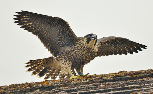 peregrine falcon, burung, predator, falco peregrinus, falcon peregrine, burung, predator, falco peregrinus, Wallpaper HD HD wallpaper