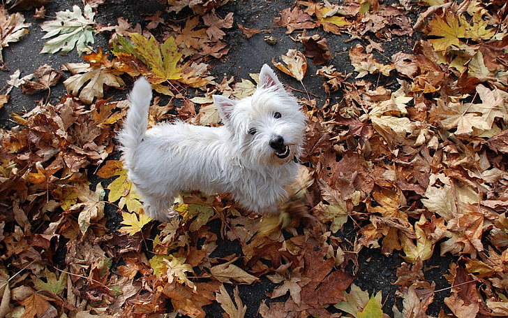 westie putih dewasa, anak anjing, daun, musim gugur, atas, Wallpaper HD
