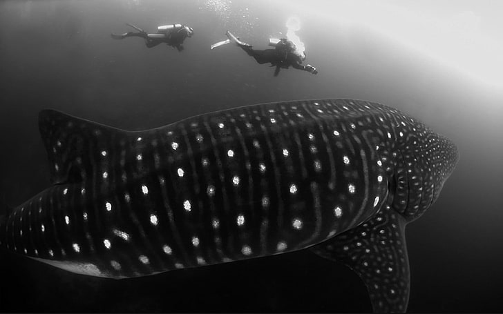 Foto en escala de grises de dos personas buceando bajo el agua con grandes ballenas, tiburones, animales, buzos, monocromo, Fondo de pantalla HD