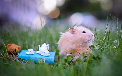 Tiere, Hamster, HD-Hintergrundbild HD wallpaper