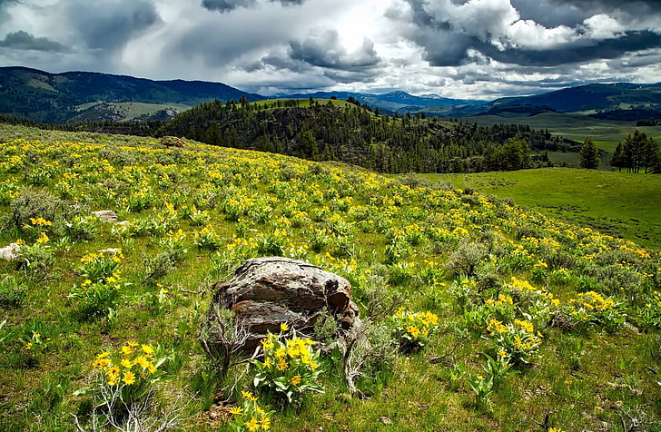Yellowstone Wildflowers, United States, Wyoming, Nature, Landscape, Flowers, Trees, Field, Forest, Mountains, Plants, Woods, Outdoors, Clouds, Scenic, Rural, Yellowstone, Wilderness, Meadow, Balsamroot, Country, nationalpark, tourism, HD wallpaper