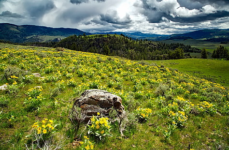 Yellowstone Wildflowers, สหรัฐอเมริกา, ไวโอมิง, ธรรมชาติ, ภูมิประเทศ, ดอกไม้, ต้นไม้, สนาม, ป่า, ภูเขา, พืช, ป่า, กลางแจ้ง, เมฆ, ทิวทัศน์, ชนบท, เยลโลว์สโตน, ที่รกร้างว่างเปล่า, ทุ่งหญ้า, บัลซัมรูท, ประเทศ, อุทยานแห่งชาติ, การท่องเที่ยว, วอลล์เปเปอร์ HD HD wallpaper