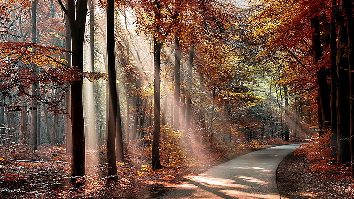orange leaf trees, nature, landscape, trees, forest, branch, sun rays, road, fall, leaves, shadow, plants, HD wallpaper